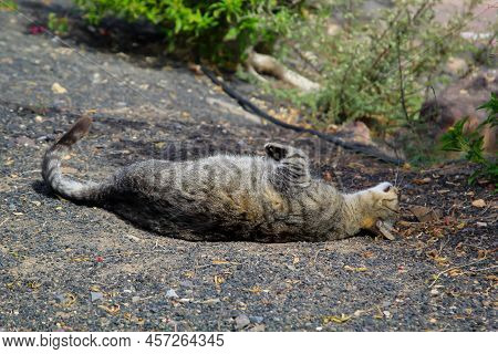 Portrait Of A Cat With Streaked Fur.