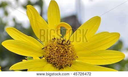 yellow daisy