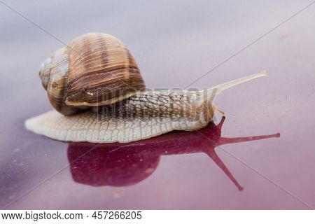 Helix Pomatia, A Grape Snail Of The Helicidae Family Isolated On Purple Background With Reflection. 