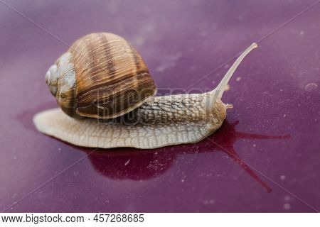 Helix Pomatia, A Grape Snail Of The Helicidae Family Isolated On Purple Background With Reflection. 