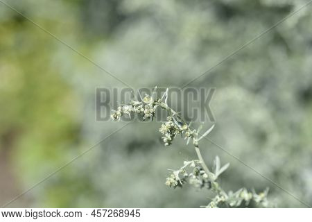 Common Wormwood Flower Buds In The Garden