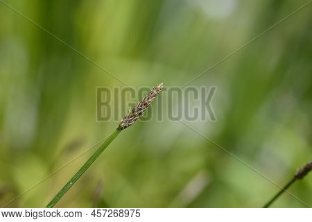 Common Spike-rush In The Garden In Spring