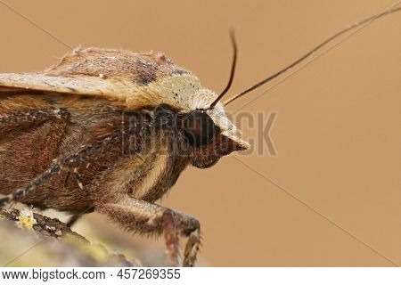 Facial Closeup On A Large Yellow Underwing Moth, Noctua Pronuba Sitting On Wood In The Garden