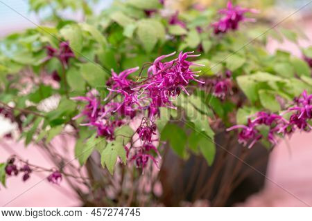Epimedium Fukujuji Close Up Flowered Pink Blossoms In The Garden In Spring