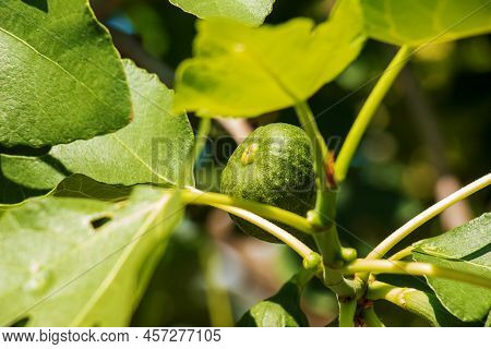 Green Unripe Figs Fruits On The Branch Of A Fig Tree Or Sycamine With Plant Leaves In Sunny Summer D