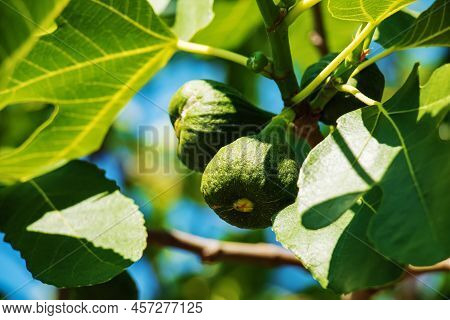 Green Unripe Figs Fruits On The Branch Of A Fig Tree Or Sycamine With Plant Leaves In Sunny Summer D