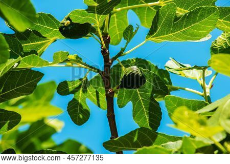 Green Unripe Figs Fruits On The Branch Of A Fig Tree Or Sycamine With Plant Leaves In Sunny Summer D