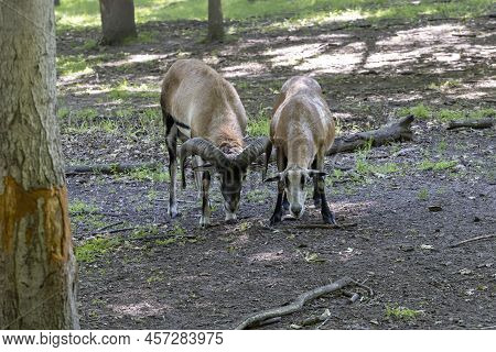 The European Mouflon (ovis Orientalis Musimon) In Game Reserve. Female Mouflon - Ewe And Male Mouflo