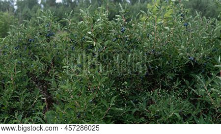 Bushes With Ripe Haskap Berry. Ripe Berries Of Edible Honeysuckle Lonicera On Branches In The Garden