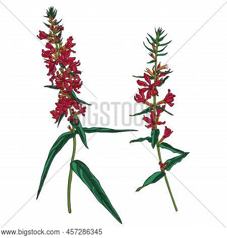 Purple Loosestrife, Lythrum Salicaria, Vector Drawing Wild Plant Isolated At White Background , Hand