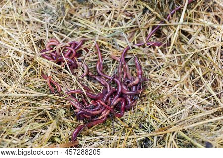 Breeding Red Worms Dendrobena. Fertile Soil. Natural Soil Improvement. Fishing Worms