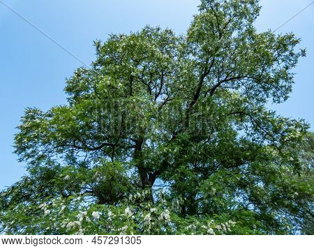 Beautiful White, Large Flowers Of Black Locust Or False Acacia (robinia Pseudoacacia) Flowering In A