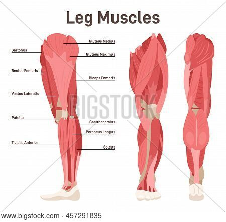 Leg Muscle Anatomical Structure Set. Front, Side And Back View Scheme