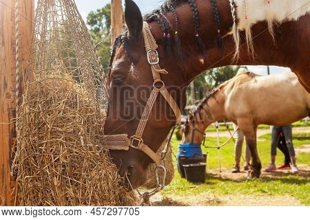 Horse Eating Hay From Haynet, On A Horse Ranch, Outdoors, On A Summer Sunny Day.