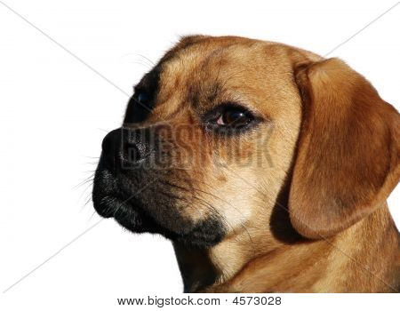 Beagle tête isolée