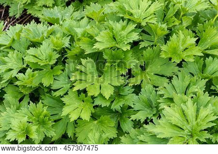 Neapolitan Wolf's Bane ( Aconitum Lycoctonum Subsp. Neapolitanum) Grows In A Garden