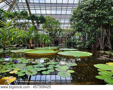 Pond With Beautiful Waterlily Plants In Greenhouse