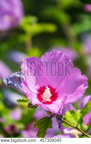 Pink Flowers Of Hibiscus Moscheutos Plant Close-up. Hibiscus Moscheutos, Swamp Hibiscus,