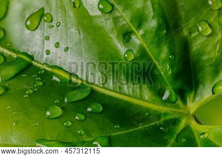 Water Drops On An Anthurium Leaf