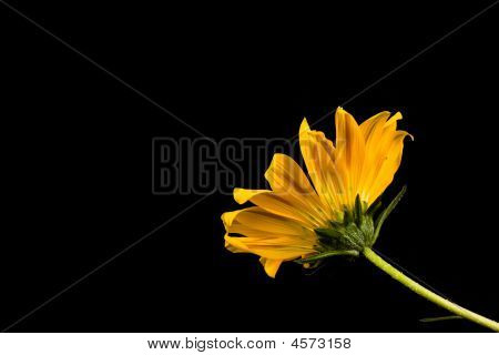 Bel fiore giallo