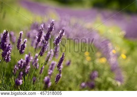 Field Of Lavender In Drome France On A Bright Sunny Day. Flower Closeup Eco Responsible Sourcing Of 