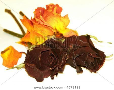 Kuivettuneita Roses