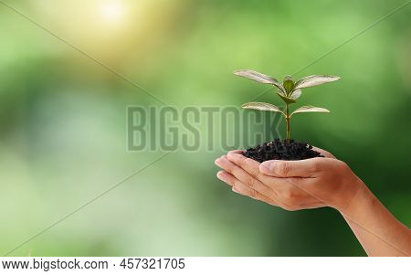 Environmental Conservation Concept. Seedlings Or Plants Planted On Soil With Farmer Hands And Blurre