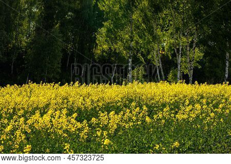 Yellow Rapseed Field Swaying On Wind At Daylight With Birch Trees In Blurry Background, Slow Motion