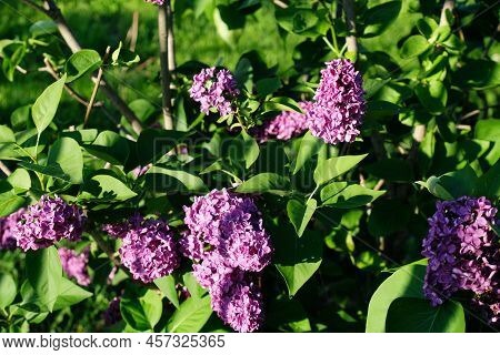 Blooming Lilac On A Sunny Day. Pearly June Beetle On Foliage