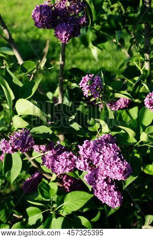 Blooming Lilac On A Sunny Day. Pearly June Beetle On Foliage