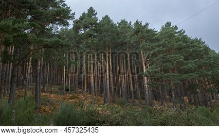 Forest Of Scots Pine Tree, Pinus Sylvestris. Photo Taken In The Hueco De San Blas Valley, A Very Pop