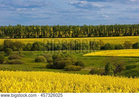 Yellow Rapseed Field At Daylight With Green Trees Groves In The Background, Telephoto Shot With Sele