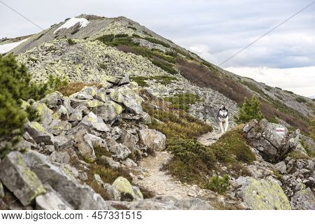 Black And White Siberian Husky Dog On A Mountain Hill Covered With Yellow Moss, Syvulya Mountain In 