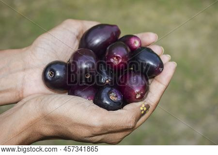 Female Holding Fresh Jamun Fruits Or Black Plum, Black Java Or Indian Blackberry Fruits In Hands