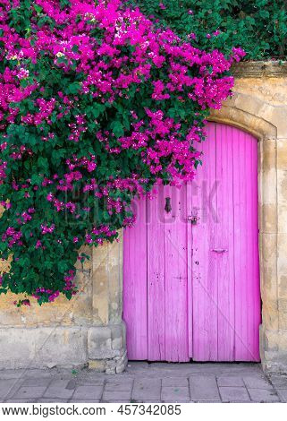 Pink Bougainvillea Flowers And Old Wooden Door In Cyprus