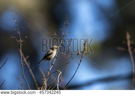 Blooming Aloe Vera With A Palestinian Nectary Bird. Palestinian Nectary Female Gray