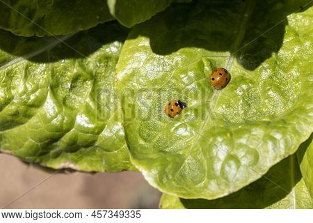 Spinach Leaf With A Red And Black Spooted Ladybug On A Spring Day