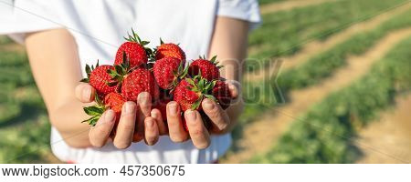 Close-up Detail View Farmers Hand Hold Show Offer Ripe Red Fresh Sweet Big Tasty Strawberry Against 