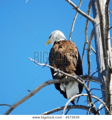 Aquila calva