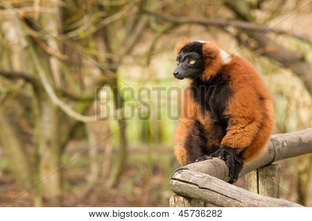 Lêmure-de-barriga-vermelha (eulemur Rubriventer)