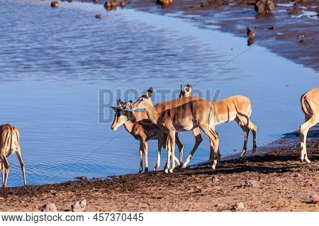 A Group Of Impalas Drinking From A Waterhole In Etosha National Park, Namibia.