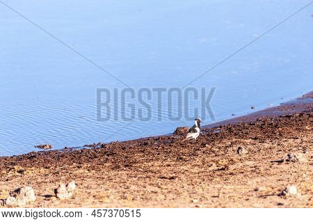 A Blacksmith Lapwing Standing Next To A Waterhole In Etosha National Park, Namibia.