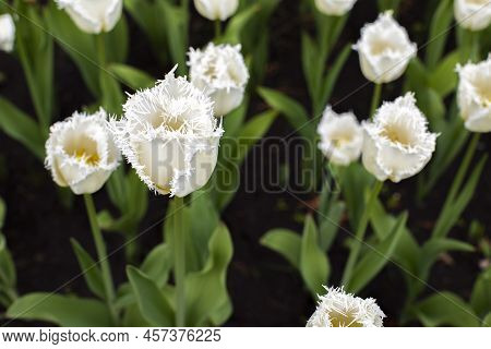 White Tulip With A Double Edge Close-up, Many Beautiful Varietal Dutch Tulips