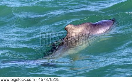 Dolphin Swimming In The Atlantic Ocean Near The Coastline Of The Fynbos Coast In Gansbaai South Afri