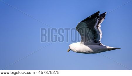 Beautiful Seagull Flying Over The Atlantic Ocean Near The Coastline Of The Fynbos Coast In South Afr