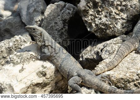 Gray Iguana On Gray Stones. The Lizard Camouflaged Itself On The Rocks. Tropical Iguana.