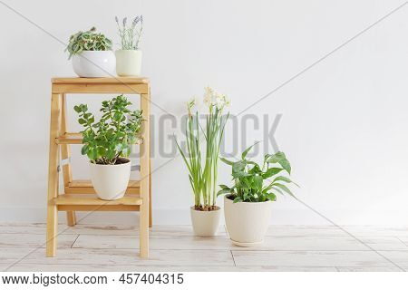 The House Plants On Wooden Ladder Indoor
