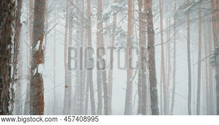 4k Beautiful Snowy White Forest In Winter Frosty Day. Snowing In Winter Frost Woods. Snowy Weather. 