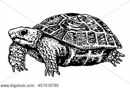 Vector Sketch Engraving Drawing Illustration Of Big Turtle Isolated On White Background. Turtle Icon