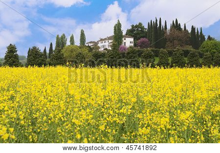 Paisaje de campo de flor amarilla
